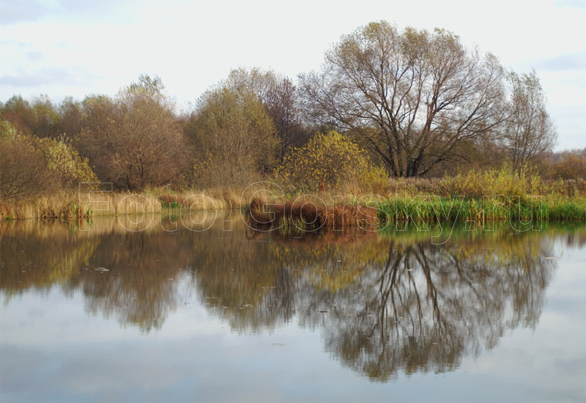 Осенний пруд. Профессиональная фотография природы