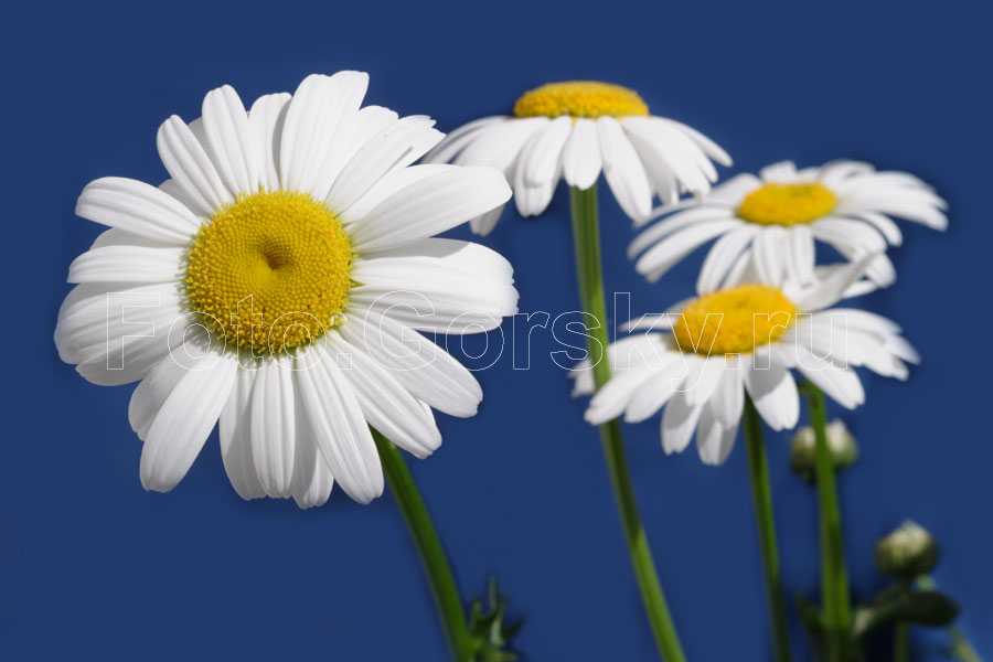Цветы ромашки. Daisy flowers. Canon 10D, Индустар-61Л/Д