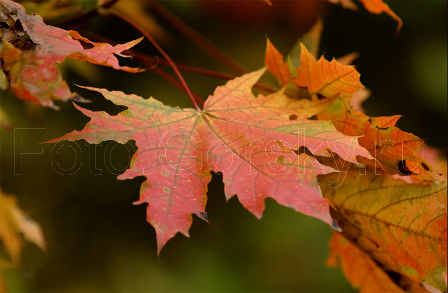 Красные кленовые листья в лесу осенью. Фотографии природы. Canon EF 200mm f/2,8 L USM и Canon 10D